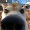 big_snoop_dog