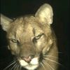 lionm_aw