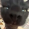 ggvpbla