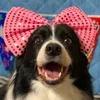 犬撰組
