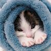 ccatsplanet