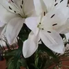 cristinadinu235