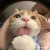 hihuhaho8