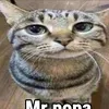 kittvhun