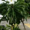 surianiabdullah126