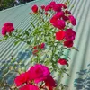 muhammadsultanvai09