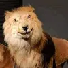 matheustoledo96