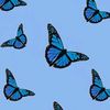 butteflies_