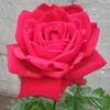 roza_19.12.999