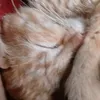 luasemsla
