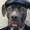 otis_bullydog