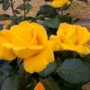 getamiclos