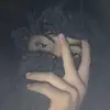 dwen_2.0