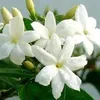 alinahamid583