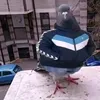 toibibeo