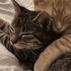 chaos_cat4403