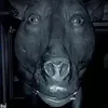 hncuyevcl_940