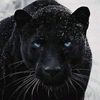 carlosramirez78074