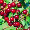 red_cherry_097