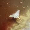 smokewing
