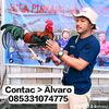 ALVARO13_GF
