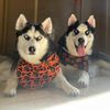 double_husky