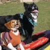 hellhoundchronicles