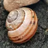 saveoursnails123