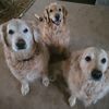 val2goldens