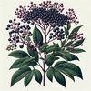 auraprints11