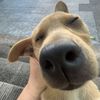 phacharint_34