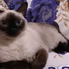 frorentinagata8