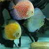 shah_arowana_discus