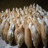 holagnokossigmail.com