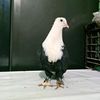 aftabasif786