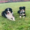 double_trible_aussies