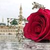 rabiashahid87