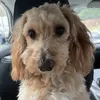 ._eddie._the._dog._