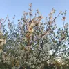 darya_lovell