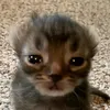 star_dotiktok6