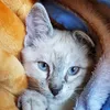 fati_silo