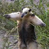 tamandua_barrigudo