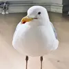 winston_gull