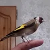 zouhirmosta7