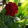 nouralah31