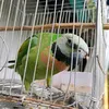 _tarin46_