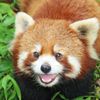 redpanda6487