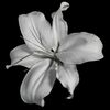 lillies400
