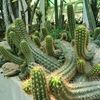 cactusprk