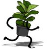 Woaming Ficus
